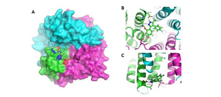 Obtienen resultados prometedores con el uso de chaperonas farmacológicas para un tipo de aciduría metilmalónica