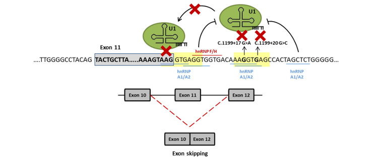 Describen un nuevo mecanismo patogénico asociado a la fenilcetonuria