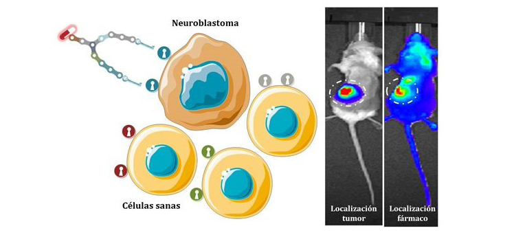 Desarrollan moléculas sintéticas capaces de dirigir fármacos al neuroblastoma