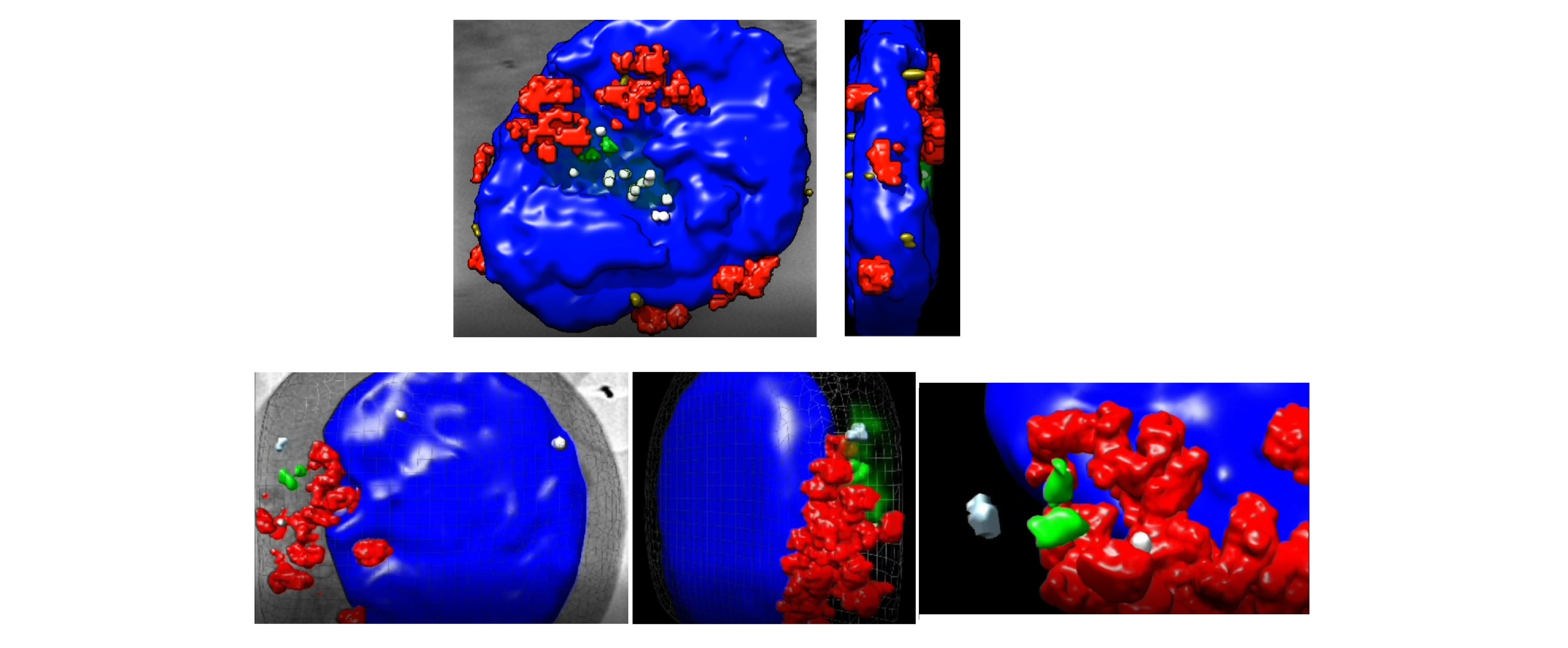 Identificado el papel de la proteína CCT en el control de la formación de la sinapsis inmune