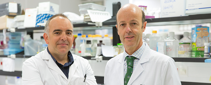 Logran revertir la pérdida ósea asociada al mieloma múltiple y reducir su carga tumoral en ratones