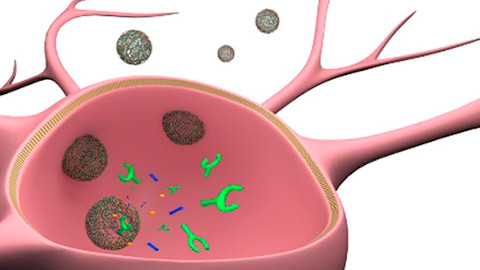 Nuevo método de nano-encapsulación para la administración de dopamina en el Parkinson