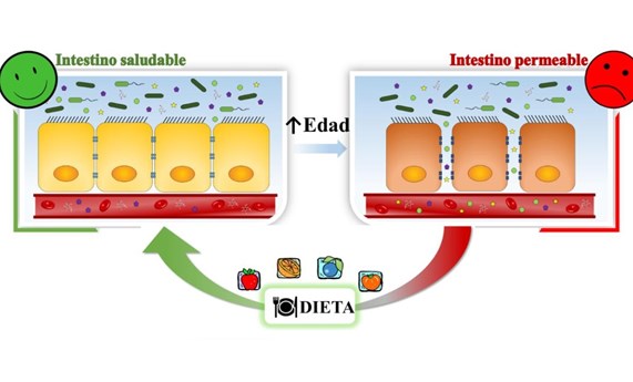 Una dieta rica en polifenoles mejora el intestino permeable en mayores Una dieta rica en polifenoles mejora el intestino permeable en mayores