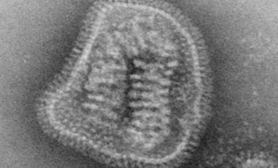 Un editorial en 'Eurosurveillance' aporta claves para la nueva temporada de gripe y de su vigilancia integrada con el SARS-CoV-2 Un editorial en 'Eurosurveillance' aporta claves para la nueva temporada de gripe y de su vigilancia integrada con el SARS-CoV-2