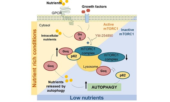 Identifican un nuevo mecanismo que regula la autofagia celular Identifican un nuevo mecanismo que regula la autofagia celular