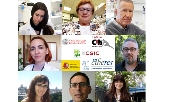 Caracterizan  dos endolisinas capaces de matar de forma eficiente y selectiva a Streptococcus pneumoniae Caracterizan  dos endolisinas capaces de matar de forma eficiente y selectiva a Streptococcus pneumoniae