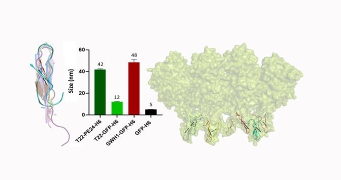 Describen la actividad antimicrobiana del péptido T22, un ligando específico del marcador tumoral CXCR4