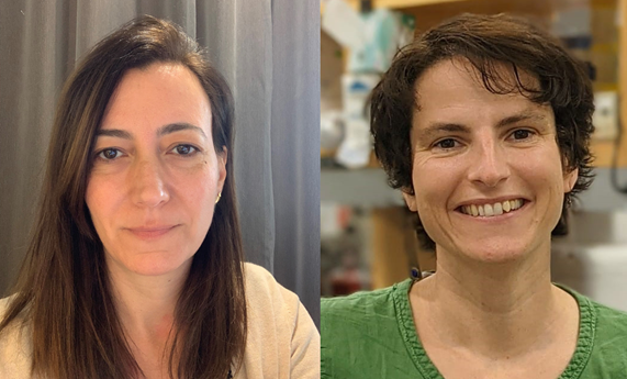 Identifican nuevos biomarcadores para el diagnóstico de la hepatitis autoinmune Identifican nuevos biomarcadores para el diagnóstico de la hepatitis autoinmune