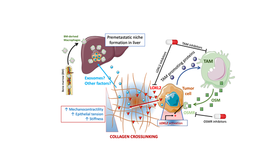 Desgranan los componentes importantes del microambiente fibroinflamatorio del cáncer de páncreas Desgranan los componentes importantes del microambiente fibroinflamatorio del cáncer de páncreas