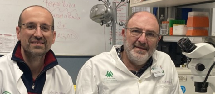 Demuestran la capacidad del SARS-CoV-2 de infectar y producir daño cerebral y su protección con la vacuna del CNB-CSIC