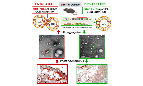 Desarrollan péptidos que evitan la agregación del colesterol LDL y la formación de placas ateroscleróticas en las arterias Desarrollan péptidos que evitan la agregación del colesterol LDL y la formación de placas ateroscleróticas en las arterias