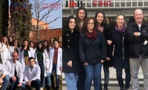Descubren un papel clave de la proteína Stard1 en las enfermedades hepáticas colestáticas Descubren un papel clave de la proteína Stard1 en las enfermedades hepáticas colestáticas
