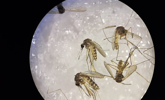 Detectado por primera vez el virus Sindbis en mosquitos del suroeste de España Detectado por primera vez el virus Sindbis en mosquitos del suroeste de España