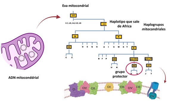 El linaje mitocondrial europeo podría ofrecer protección contra la gravedad del COVID-19 El linaje mitocondrial europeo podría ofrecer protección contra la gravedad del COVID-19