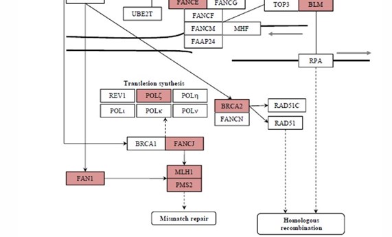 Describen la implicación en el cáncer de colon hereditario de genes de la vía de Fanconi Describen la implicación en el cáncer de colon hereditario de genes de la vía de Fanconi