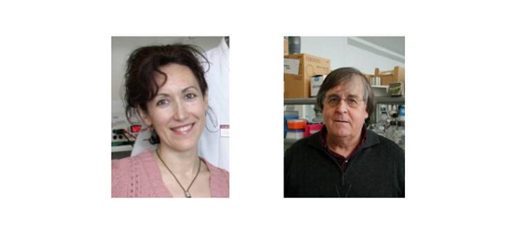 Temsirolimus, designado medicamento huérfano para el tratamiento de la adrenoleucodistrofia