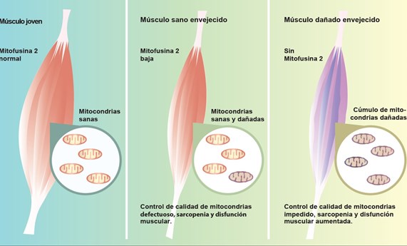 La falta de una única proteína acelera el envejecimiento muscular en ratones La falta de una única proteína acelera el envejecimiento muscular en ratones