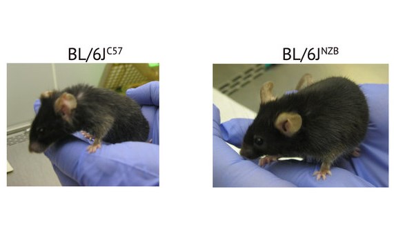La interacción del genoma nuclear y mitocondrial determina la calidad del envejecimiento de las personas La interacción del genoma nuclear y mitocondrial determina la calidad del envejecimiento de las personas