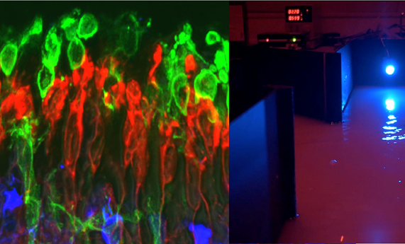 Prótesis moleculares para restaurar la visión Prótesis moleculares para restaurar la visión