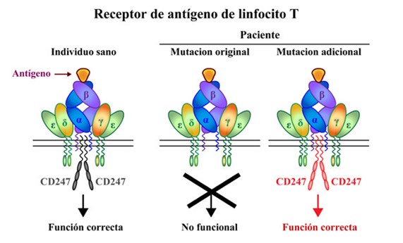Un caso de inmunodeficiencia revela nuevos aspectos sobre el funcionamiento y relevancia clínica del receptor de antígeno de los linfocitos T humanos Un caso de inmunodeficiencia revela nuevos aspectos sobre el funcionamiento y relevancia clínica del receptor de antígeno de los linfocitos T humanos