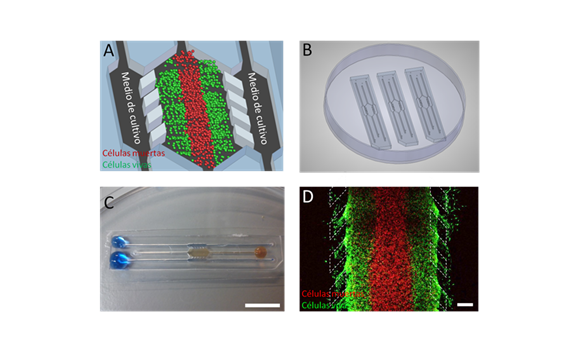 Desarrollan un dispositivo de cultivo en 3D de los tumores que permite comprender mejor su funcionamiento Desarrollan un dispositivo de cultivo en 3D de los tumores que permite comprender mejor su funcionamiento