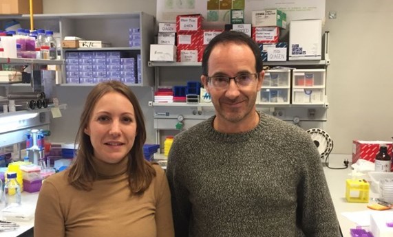 Demuestran que el Aceite de Oliva Virgen Extra puede revertir el daño hepático causado por una dieta alta en grasas Demuestran que el Aceite de Oliva Virgen Extra puede revertir el daño hepático causado por una dieta alta en grasas