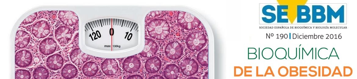 La revista de la SEEBM destaca la importancia de la Bioquímica y la investigación básica para la Obesidad