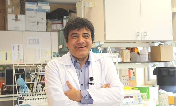 La exposición a andrógenos en las primeras horas de vida puede inducir alteraciones metabólicas en la edad adulta La exposición a andrógenos en las primeras horas de vida puede inducir alteraciones metabólicas en la edad adulta