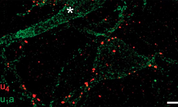 Moléculas reguladas con luz para aliviar síntomas del dolor crónico Moléculas reguladas con luz para aliviar síntomas del dolor crónico