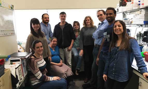 Descubren que el ARN no codificante regula la expresión de genes clave en la diabetes Descubren que el ARN no codificante regula la expresión de genes clave en la diabetes