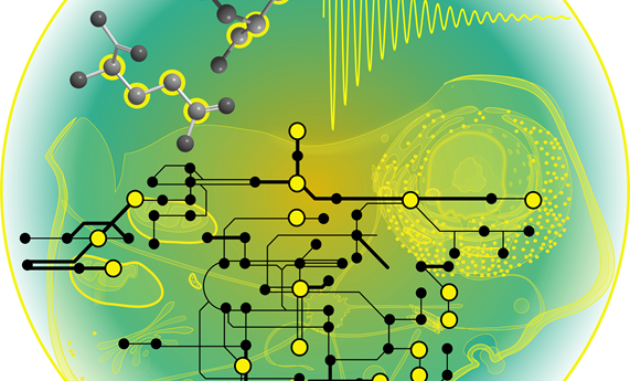 Una nueva metodología permite ver de manera rápida los flujos del metabolismo en las células Una nueva metodología permite ver de manera rápida los flujos del metabolismo en las células